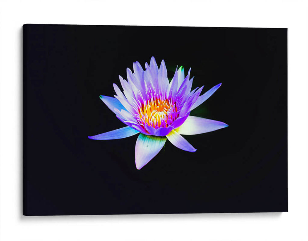 Loto lila | Cuadro decorativo de Canvas Lab