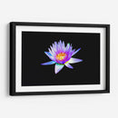 Loto lila | Cuadro decorativo de Canvas Lab