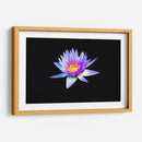 Loto lila | Cuadro decorativo de Canvas Lab