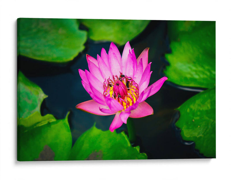 Loto rosa con abejas | Cuadro decorativo de Canvas Lab