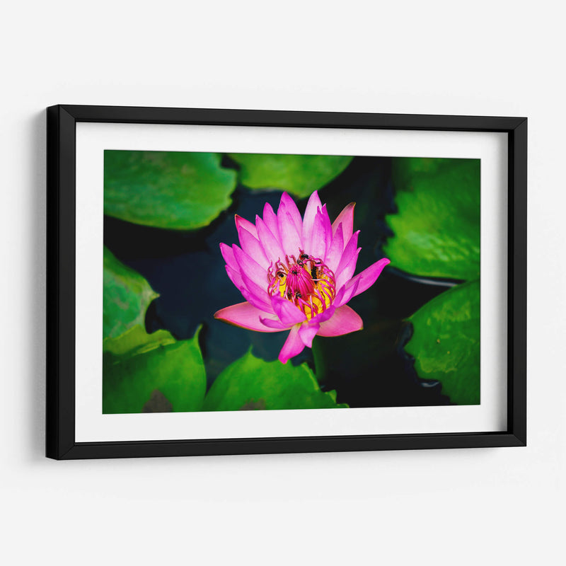 Loto rosa con abejas | Cuadro decorativo de Canvas Lab