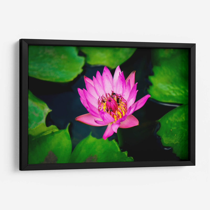 Loto rosa con abejas | Cuadro decorativo de Canvas Lab
