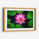 Loto rosa con abejas | Cuadro decorativo de Canvas Lab