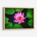 Loto rosa con abejas | Cuadro decorativo de Canvas Lab