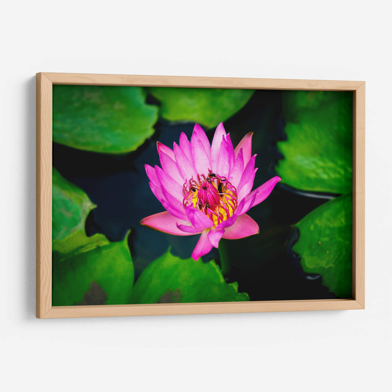 Loto rosa con abejas | Cuadro decorativo de Canvas Lab