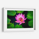 Loto rosa con abejas | Cuadro decorativo de Canvas Lab