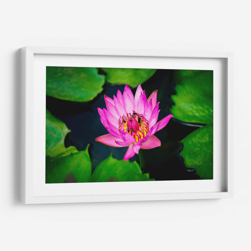 Loto rosa con abejas | Cuadro decorativo de Canvas Lab