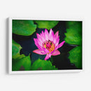 Loto rosa con abejas | Cuadro decorativo de Canvas Lab