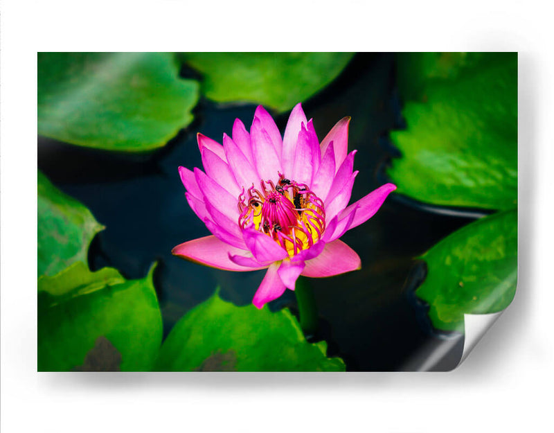 Loto rosa con abejas | Cuadro decorativo de Canvas Lab