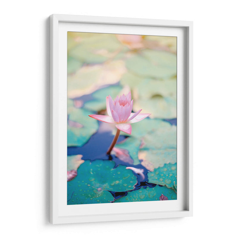 Loto rosa | Cuadro decorativo de Canvas Lab