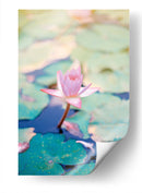 Loto rosa | Cuadro decorativo de Canvas Lab