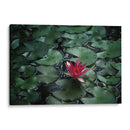 Loto y llovizna | Cuadro decorativo de Canvas Lab