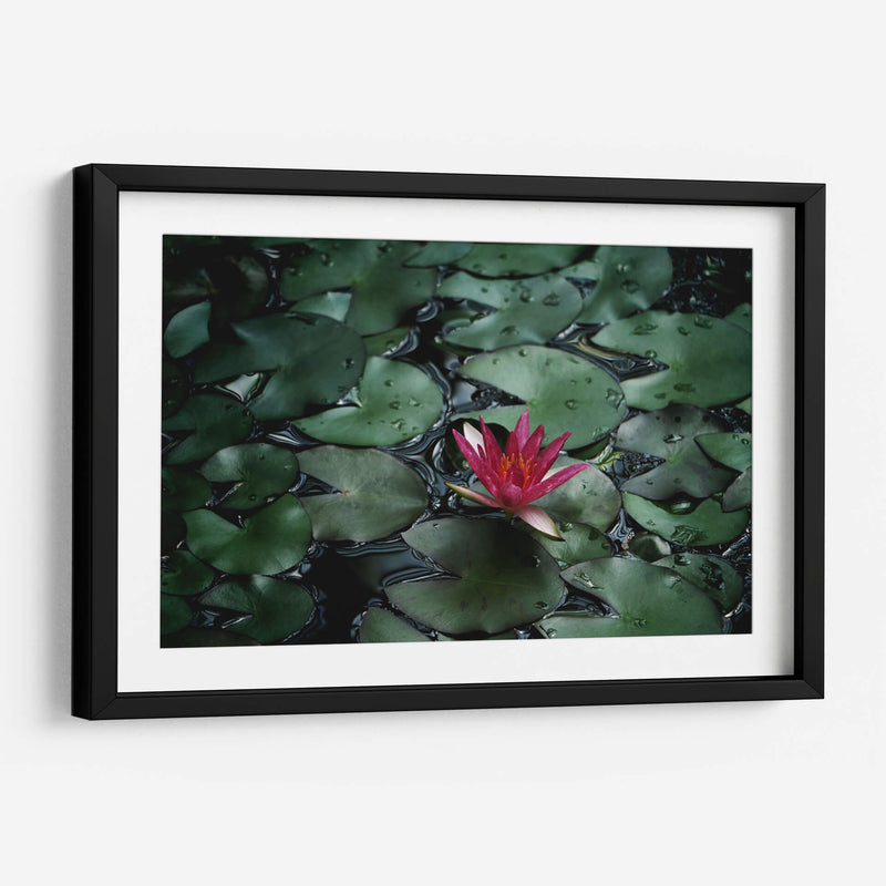 Loto y llovizna | Cuadro decorativo de Canvas Lab