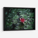 Loto y llovizna | Cuadro decorativo de Canvas Lab