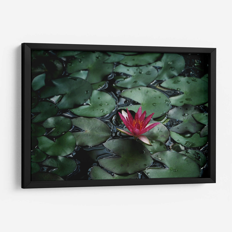 Loto y llovizna | Cuadro decorativo de Canvas Lab