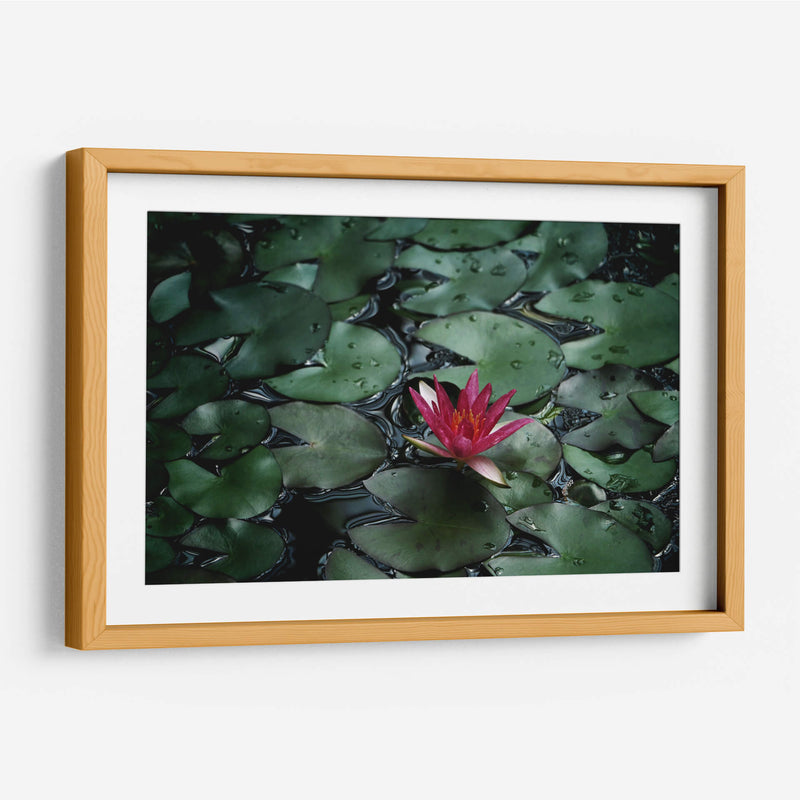 Loto y llovizna | Cuadro decorativo de Canvas Lab