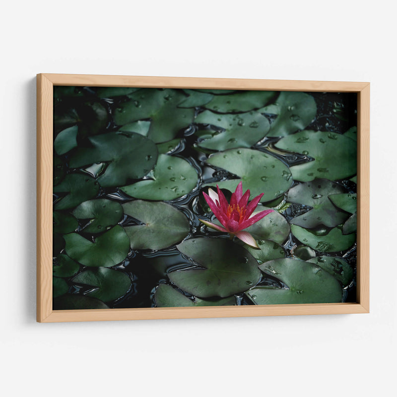 Loto y llovizna | Cuadro decorativo de Canvas Lab