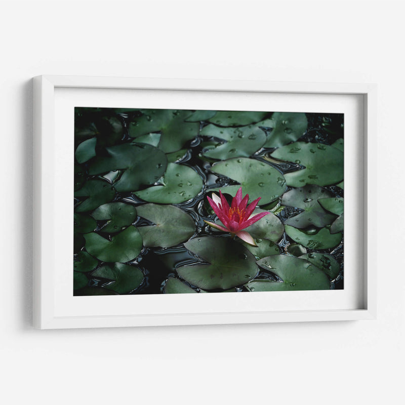 Loto y llovizna | Cuadro decorativo de Canvas Lab