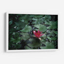 Loto y llovizna | Cuadro decorativo de Canvas Lab