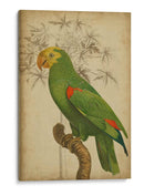 Parrot Y Palm Iii - Vision Studio | Cuadro decorativo de Canvas Lab