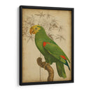 Parrot Y Palm Iii - Vision Studio | Cuadro decorativo de Canvas Lab