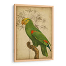 Parrot Y Palm Iii - Vision Studio | Cuadro decorativo de Canvas Lab