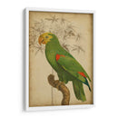 Parrot Y Palm Iii - Vision Studio | Cuadro decorativo de Canvas Lab