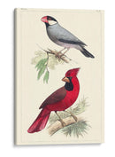 Pájaros Lemaire I - C.L. Lemaire | Cuadro decorativo de Canvas Lab