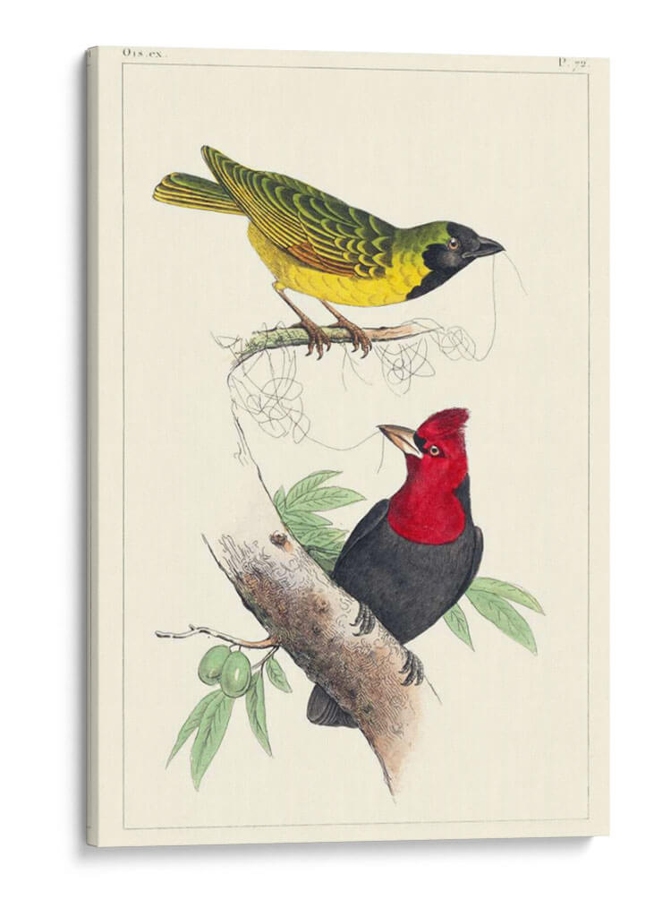 Lemaire Birds Ii - C.L. Lemaire | Cuadro decorativo de Canvas Lab