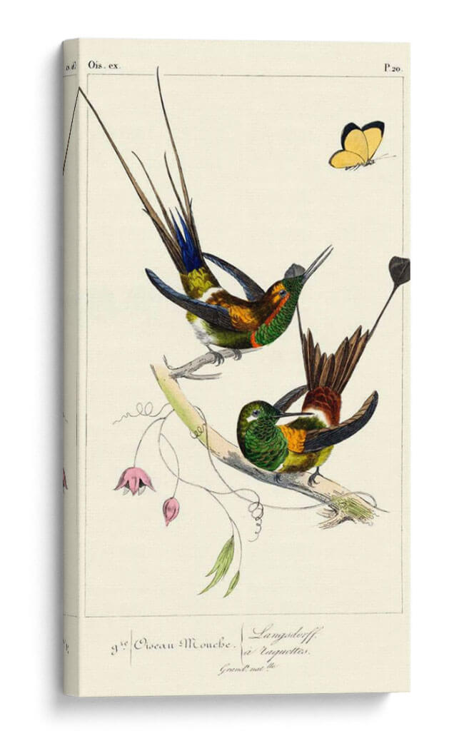 Lemaire Hummingbirds Iv - C.L. Lemaire | Cuadro decorativo de Canvas Lab