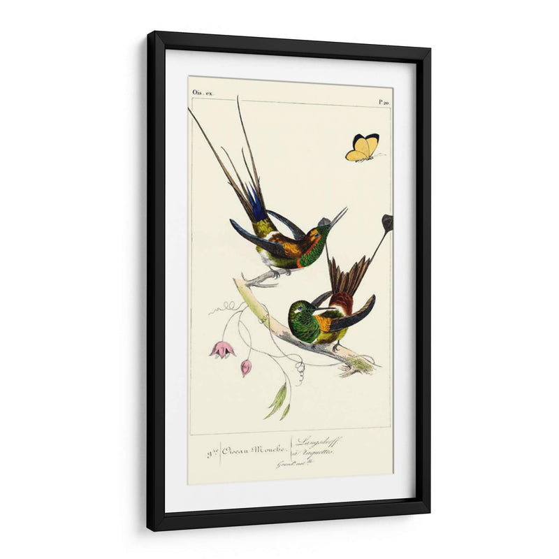 Lemaire Hummingbirds Iv - C.L. Lemaire | Cuadro decorativo de Canvas Lab