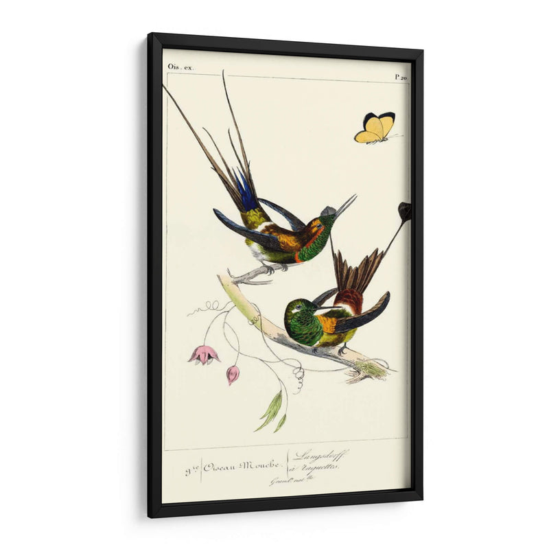 Lemaire Hummingbirds Iv - C.L. Lemaire | Cuadro decorativo de Canvas Lab