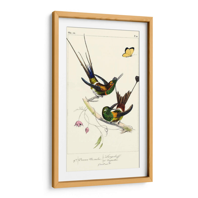 Lemaire Hummingbirds Iv - C.L. Lemaire | Cuadro decorativo de Canvas Lab