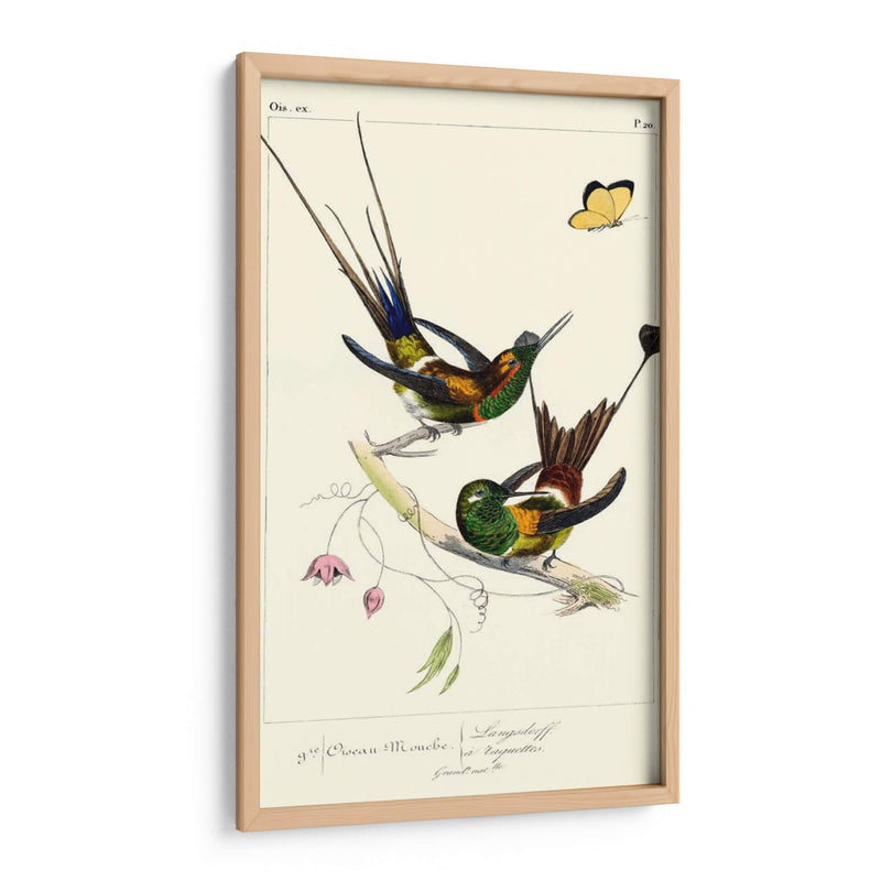 Lemaire Hummingbirds Iv - C.L. Lemaire | Cuadro decorativo de Canvas Lab