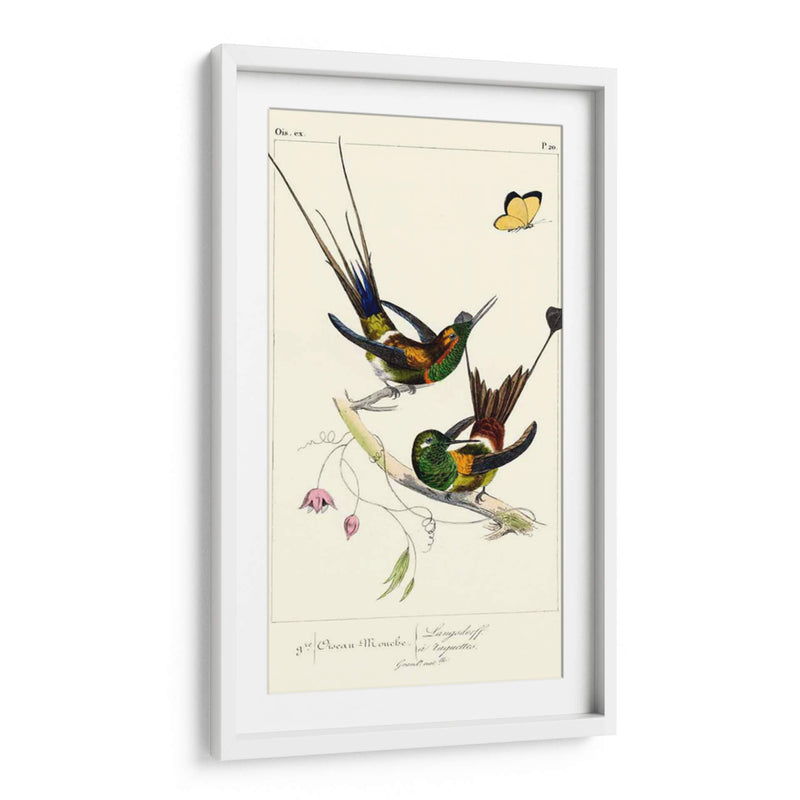 Lemaire Hummingbirds Iv - C.L. Lemaire | Cuadro decorativo de Canvas Lab