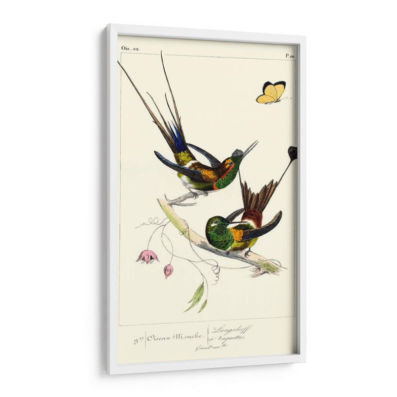 Lemaire Hummingbirds Iv - C.L. Lemaire | Cuadro decorativo de Canvas Lab