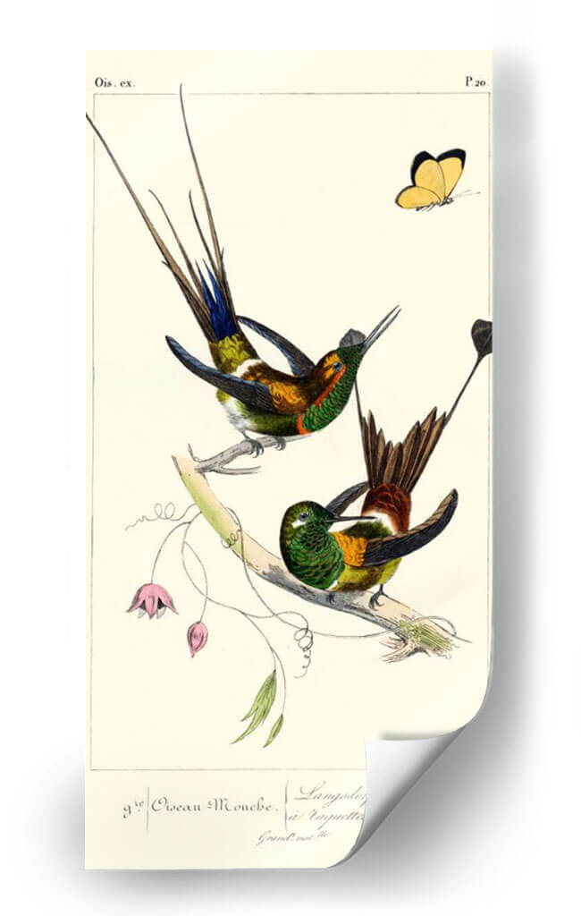 Lemaire Hummingbirds Iv - C.L. Lemaire | Cuadro decorativo de Canvas Lab