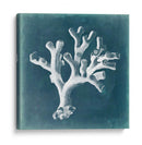 Azure Coral Ii - Vision Studio | Cuadro decorativo de Canvas Lab