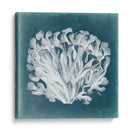 Azure Coral Iii - Vision Studio | Cuadro decorativo de Canvas Lab