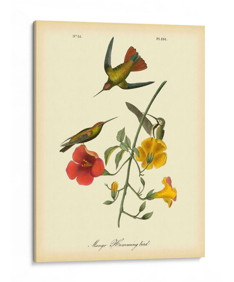 Colibrí De Mango - John James Audubon | Cuadro decorativo de Canvas Lab