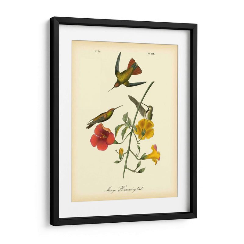 Colibrí De Mango - John James Audubon | Cuadro decorativo de Canvas Lab