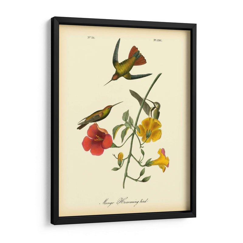 Colibrí De Mango - John James Audubon | Cuadro decorativo de Canvas Lab