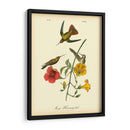 Colibrí De Mango - John James Audubon | Cuadro decorativo de Canvas Lab