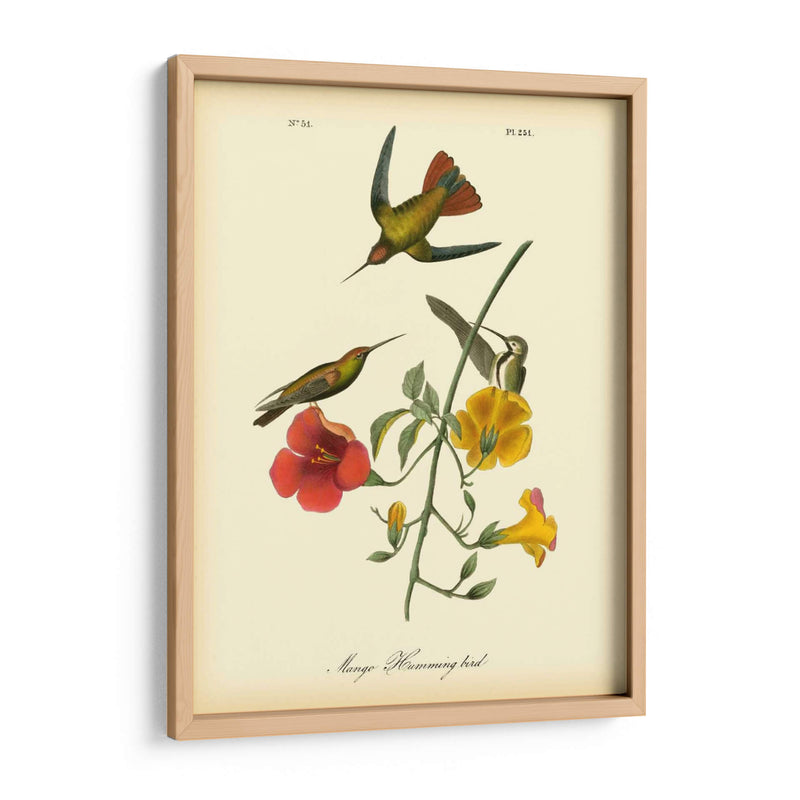 Colibrí De Mango - John James Audubon | Cuadro decorativo de Canvas Lab