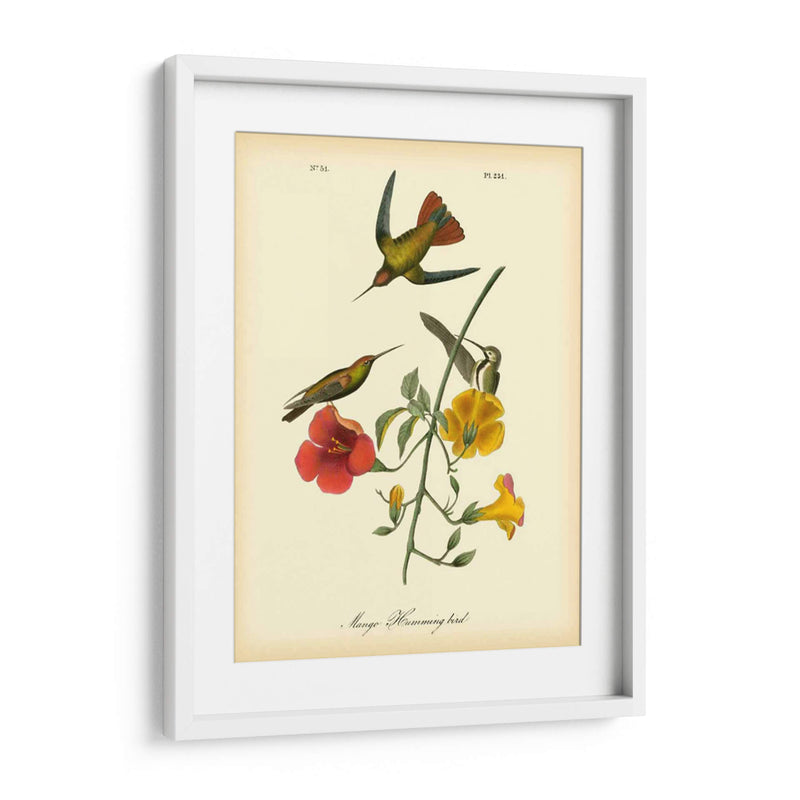 Colibrí De Mango - John James Audubon | Cuadro decorativo de Canvas Lab