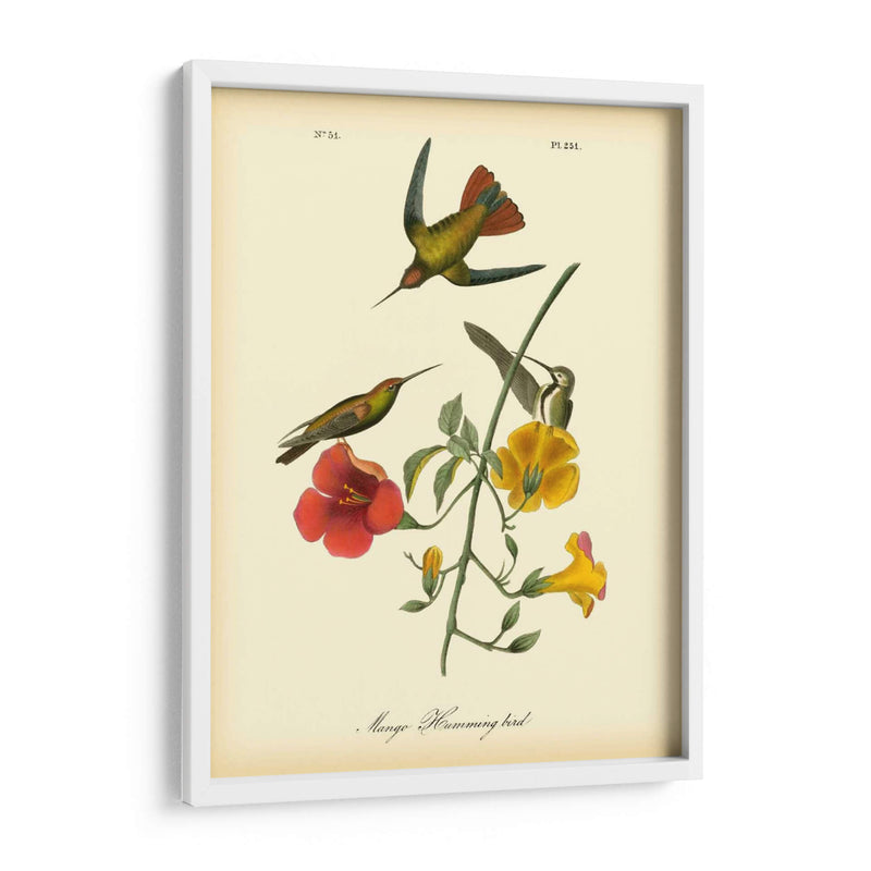 Colibrí De Mango - John James Audubon | Cuadro decorativo de Canvas Lab