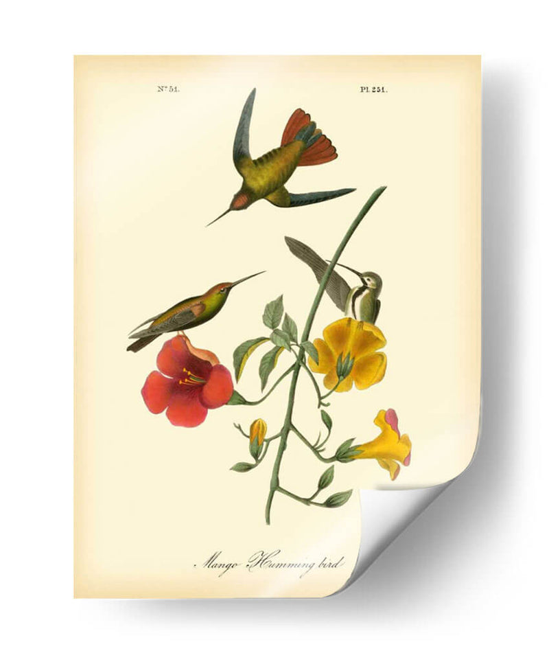 Colibrí De Mango - John James Audubon | Cuadro decorativo de Canvas Lab