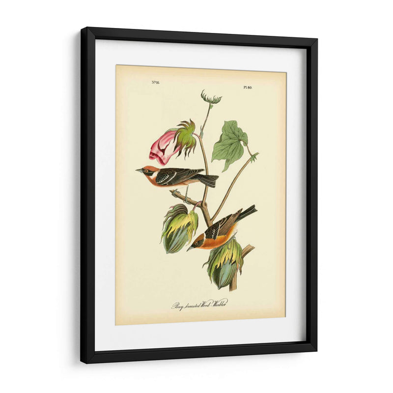 Bahía Breasted Wood-Warbler - John James Audubon | Cuadro decorativo de Canvas Lab