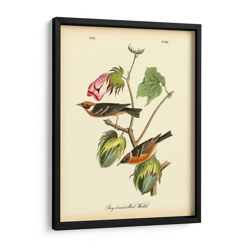 Bahía Breasted Wood-Warbler - John James Audubon | Cuadro decorativo de Canvas Lab