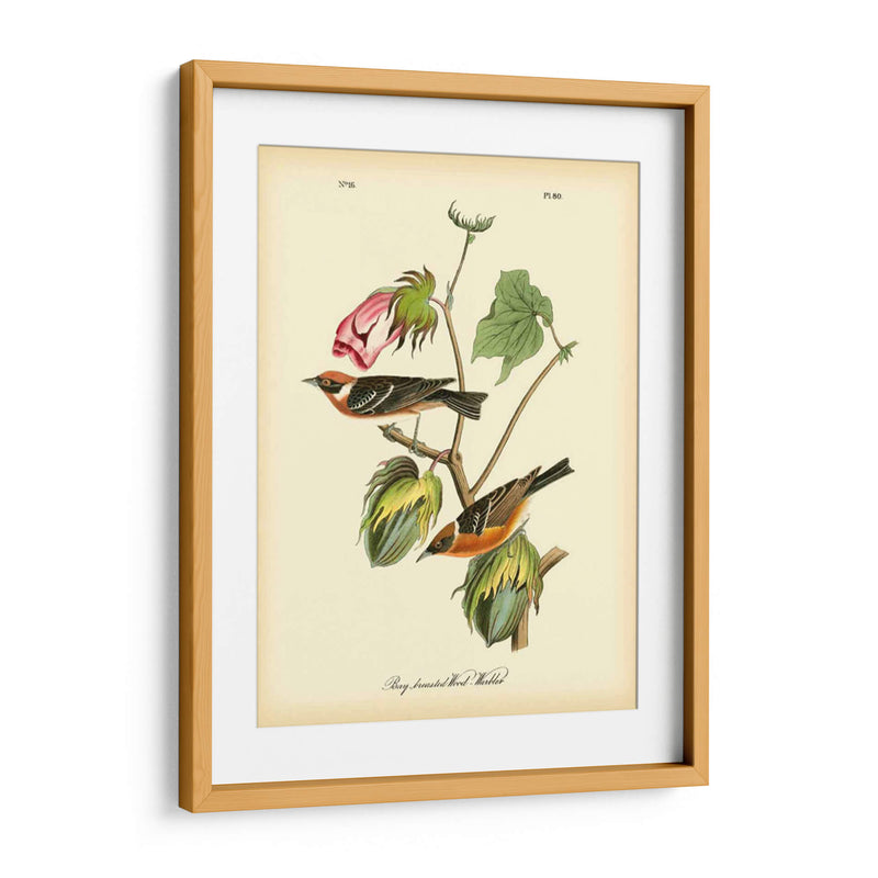 Bahía Breasted Wood-Warbler - John James Audubon | Cuadro decorativo de Canvas Lab